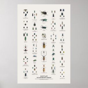 Póster Escarabajos - Biblioteca del Naturalista