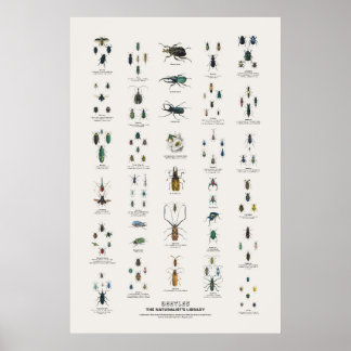 Póster Escarabajos - Biblioteca del Naturalista