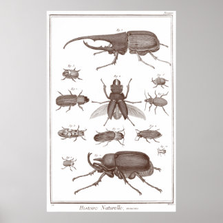 Póster Escarabajos - Plate LXXV Histoire Naturelle Didero