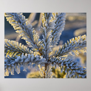 Póster Escarcha en árbol de hoja perenne, Homer, Alaska
