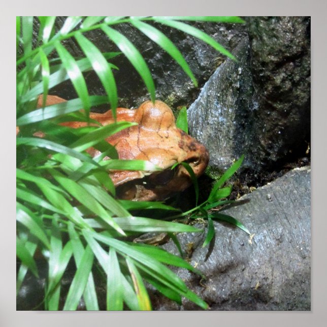 Póster Escarcha Escolar (Frente)