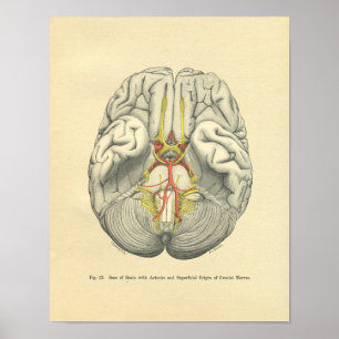 Póster Escarcha Vintage Nervios Craneales Cerebrales Anat