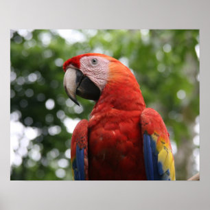 Póster escarlata