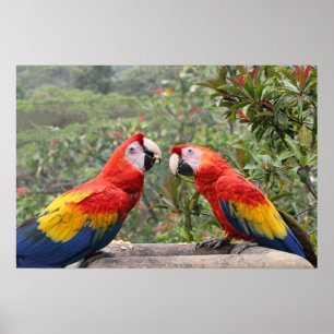 Póster Escarlata Mackaws
