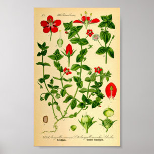 Póster Escarlata Pimpernel (Anagallis caerulea)