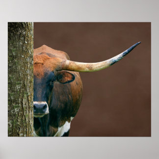 Póster Escarlata - Poster de vacas Longhorn de Texas