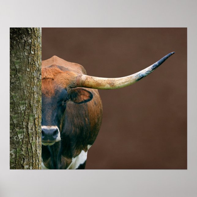 Póster Escarlata - Poster de vacas Longhorn de Texas (Frente)