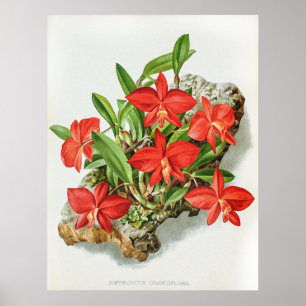 Póster Escarlata Vintage Sofronitis Flor Orquídea