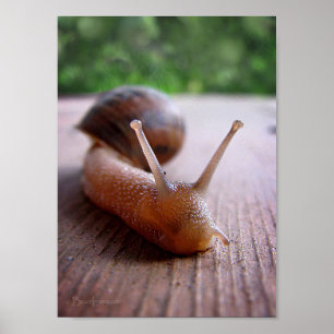 Póster Escarnio