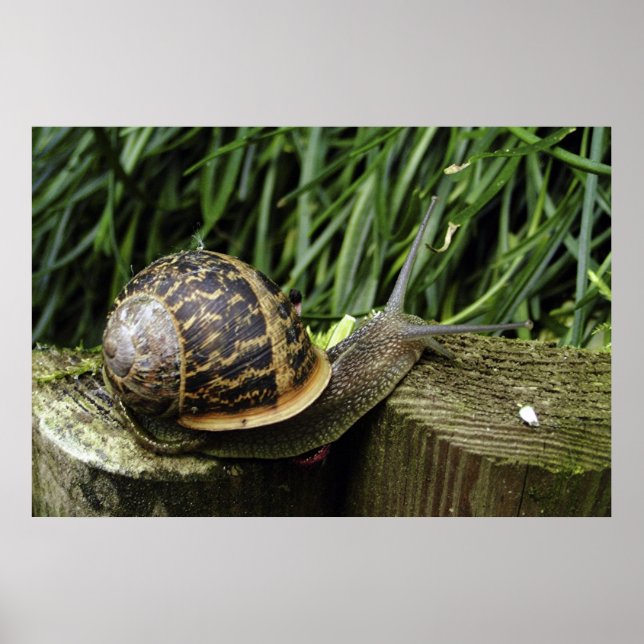 Póster Escarnio (Frente)