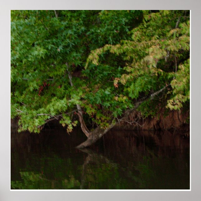 Póster Escena de árbol tranquila junto al río (Frente)
