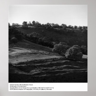 Póster Escena de pastura de Ansel Adams
