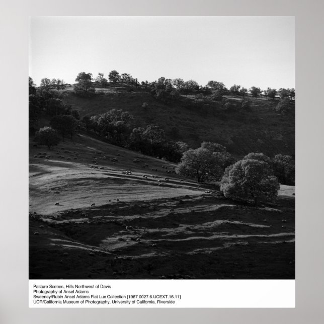 Póster Escena de pastura de Ansel Adams (Frente)