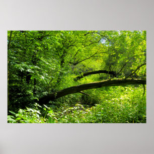 Póster Escena de Woodland