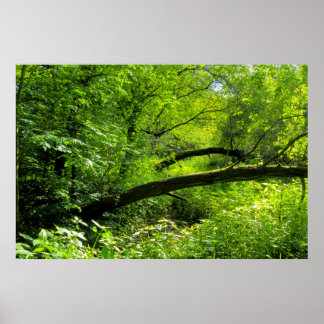 Póster Escena de Woodland