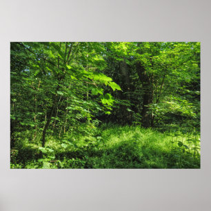 Póster Escena de Woodland