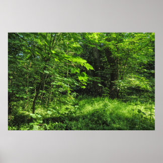 Póster Escena de Woodland