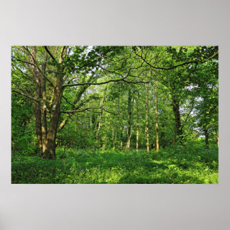 Póster Escena de Woodland. Bosque de Blackweir, Cardiff