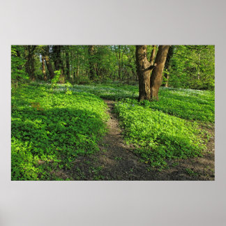 Póster Escena de Woodland. Bosque de Blackweir, Cardiff