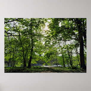 Póster Escena de Woodland. Bosque de Blackweir, Cardiff