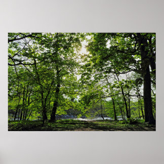 Póster Escena de Woodland. Bosque de Blackweir, Cardiff