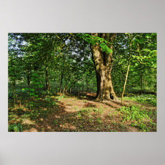 Póster Escena de Woodland. Bosque de Blackweir, Cardiff