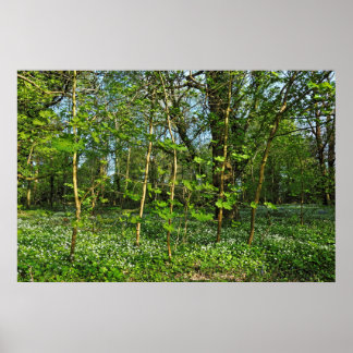 Póster Escena de Woodland. Bosque de Blackweir, Cardiff