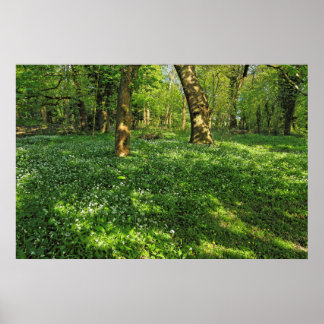 Póster Escena de Woodland. Bosque de Blackweir, Cardiff