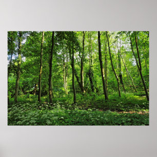 Póster Escena de Woodland. Bosque de Blackweir, Cardiff
