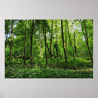 Póster Escena de Woodland. Bosque de Blackweir, Cardiff