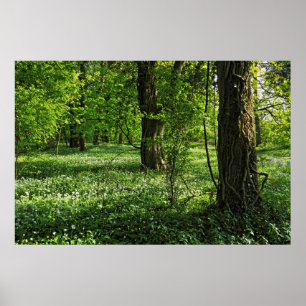 Póster Escena de Woodland. Bosque de Blackweir, Cardiff