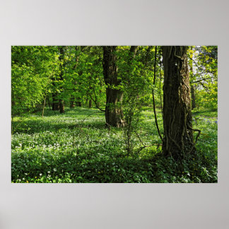 Póster Escena de Woodland. Bosque de Blackweir, Cardiff