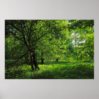 Póster Escena de Woodland. Bosque de Blackweir, Cardiff