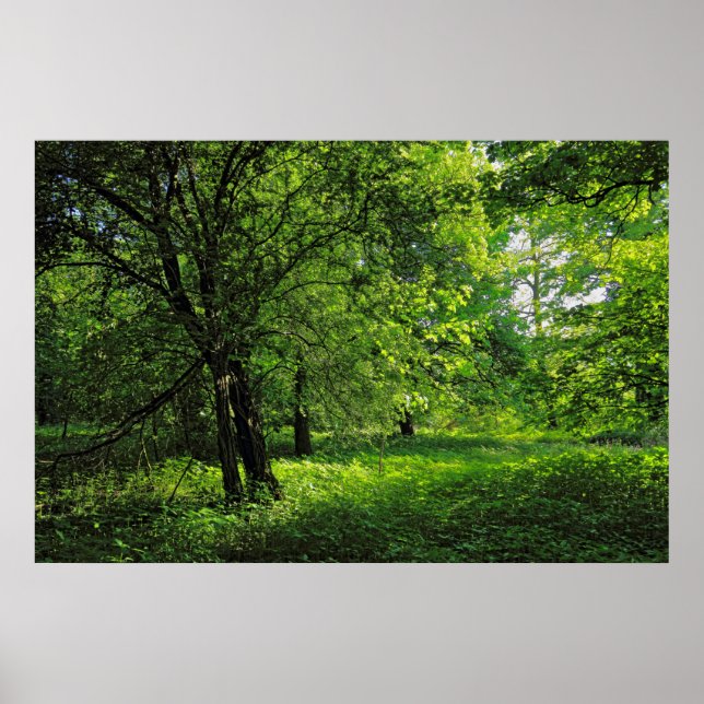 Póster Escena de Woodland. Bosque de Blackweir, Cardiff (Frente)