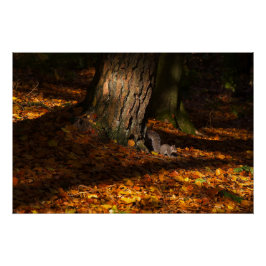 Póster Escena del bosque otoñal con árbol y ardilla