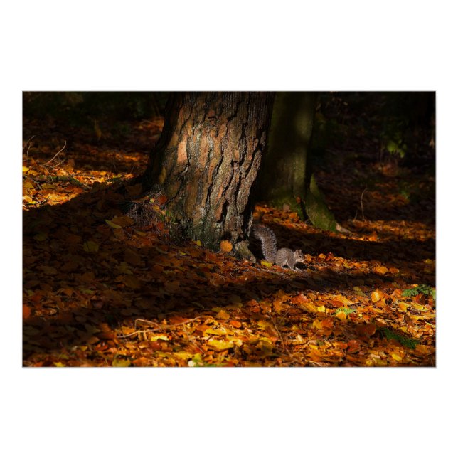 Póster Escena del bosque otoñal con árbol y ardilla (Anverso)