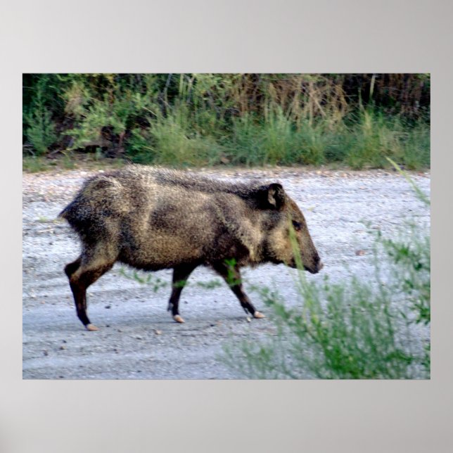 Póster Escena del desierto de Chihuahuan 10 javelina (Frente)