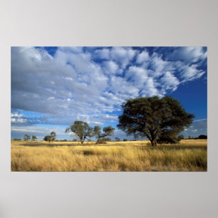 Póster Escena del desierto de Kalahari, frontera de Kgala