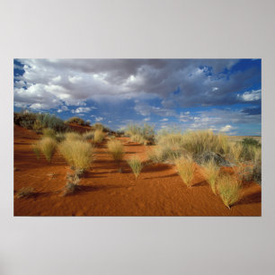 Póster Escena del desierto de Kalahari, Kgalagadi Transfr