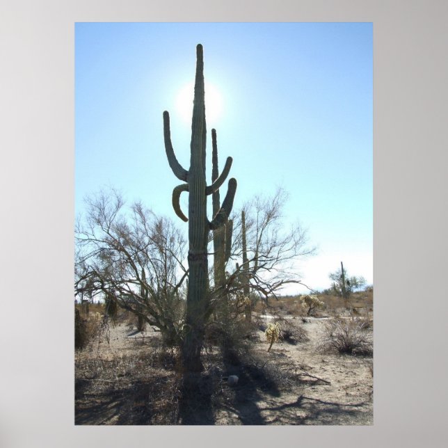 Póster Escena del desierto de Sonoran 05 poster (Frente)