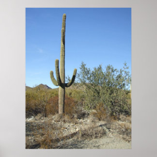 Póster Escena del desierto de Sonoran 07 poster