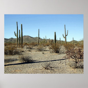 Póster Escena del desierto de Sonoran 16