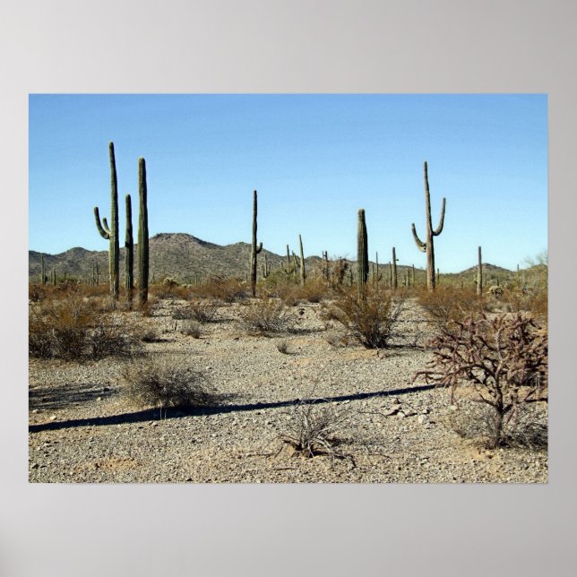 Póster Escena del desierto de Sonoran 16 (Frente)
