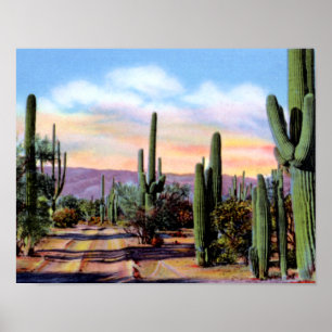 Póster Escena del desierto de Sonoran en Arizona