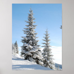Póster Escena del invierno Nevado con los árboles de