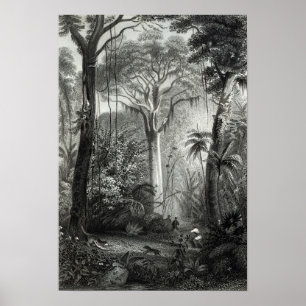 Póster Escena en un bosque brasileño grabado por