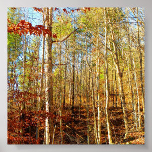 PÓSTER ESCENA FORESTAL