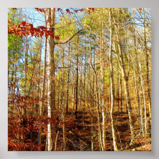 PÓSTER ESCENA FORESTAL