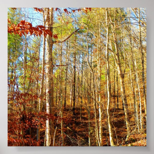 PÓSTER ESCENA FORESTAL (Frente)