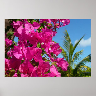 Póster Escena natural tropical de buganvilla y palmera